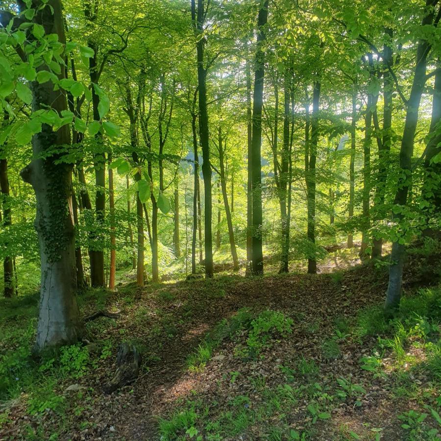 Forest Cedar Lodge, Forest Of Dean Cinderford ภายนอก รูปภาพ